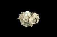 藏品(綴殼螺)的圖片